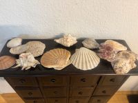 Muscheln Nordsee Exotisch groß Düsseldorf - Friedrichstadt Vorschau