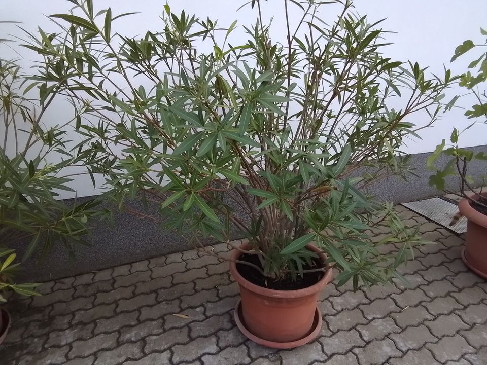 Oleander Kübelpflanzen in Ziegelheim