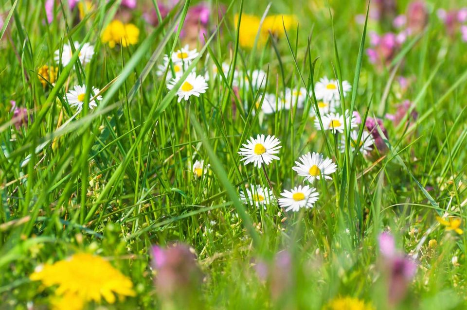 Gartenhilfe, Hilfe für Garten, Gartenhelfer in Bocholt