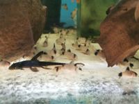 Corydoras panda FISCHBÖRSE 21.4. Aquarienverein Bayreuth Bayern - Pegnitz Vorschau