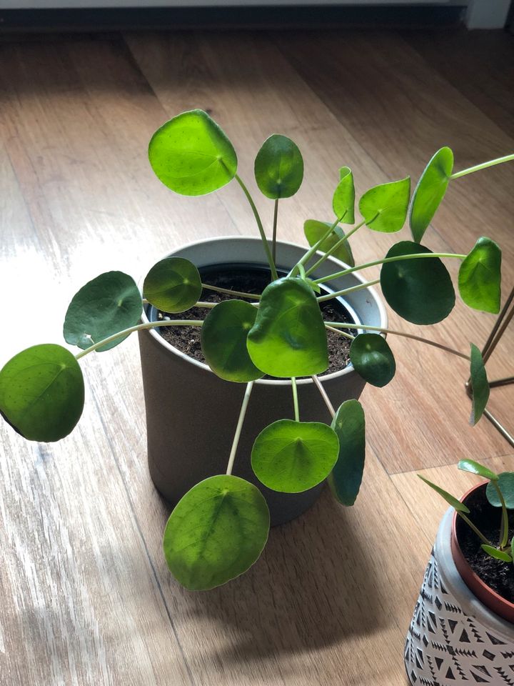 Pilea Peperomia Jungpflanze Ableger in Timmenrode