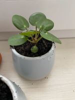 Ufopflanze / Pilea peperomioides / Glücksbaum Niedersachsen - Osnabrück Vorschau