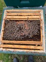 Bienenvolk Honigbiene Bienenvölker auf DNM Imkerei Niedersachsen - Burgdorf Vorschau