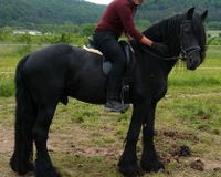 Reitunterricht für Anfänger und Fortgeschrittene Hessen - Niedenstein Vorschau