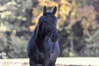 Reitbeteiligung - Pferd sucht Reiter Bayern - Bruck Vorschau