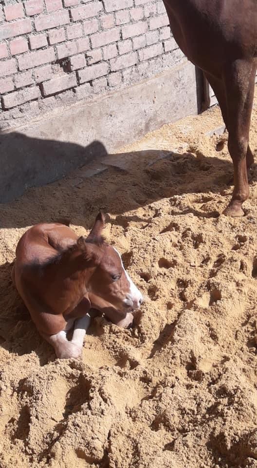 5 jähriges, menschenbezogenes Deutsches Reitpony, Stute, Dressur in Hemmingen