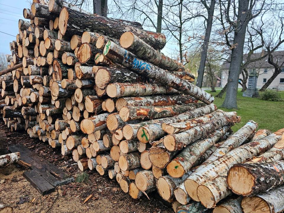 Kaminholz Brennholz Birke  frisch 25/30/33/40/45|50 Lieferung in Kodersdorf