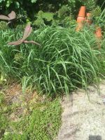 Ziergras Gras Wedel Polster Pflanze zu verschenken Niedersachsen - Lehrte Vorschau