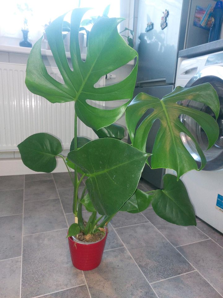 Monstera Deliciosa in Berlin