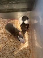 8 Wochen alte Rattenjunge zu verkaufen Dresden - Neustadt Vorschau