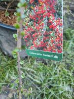 Garten Pflanze Winterhart Cotoneaster horisontalis Nordrhein-Westfalen - Mönchengladbach Vorschau