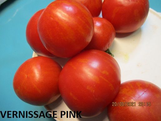 Tomatensamen  Teil 4 № 61-74 beste Tomatensamen und Sorten in Kleinheubach