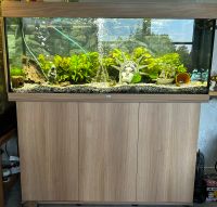 Juwel Aquarium 240l inkl. Besatz und Zubehör Nordrhein-Westfalen - Billerbeck Vorschau