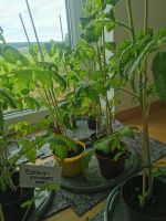 Gemüsepflanzen, Zucchini, gelb und grün , Tomate,.. Bayern - Langenmosen Vorschau