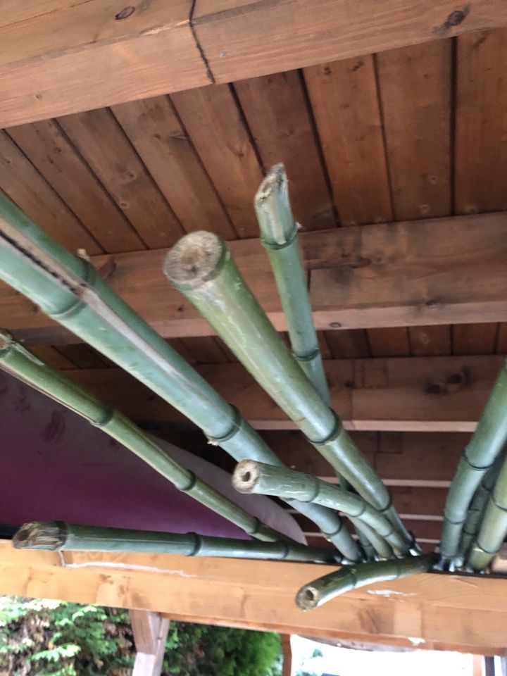 Bambusstangen bis 3 Meter lang in Helmeroth