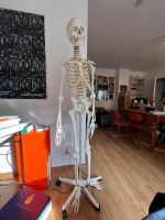 Skelett Lebensgroß Erler Zimmer beweglich Anatomie Münster (Westfalen) - Centrum Vorschau