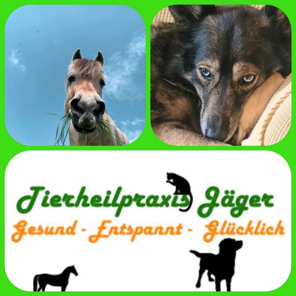 Bachblüten-Beratung für Ihr Haustier / Hunde / Pferde / Katzen in Lampertheim