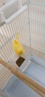 Ein junger Vogel zum Verkauf mit Käfig Niedersachsen - Garbsen Vorschau