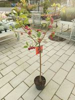 Malus Zierapfelstämmchen hst. 70cm vers. Sorten Nordrhein-Westfalen - Simmerath Vorschau