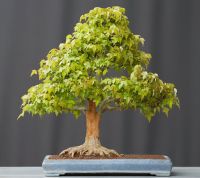 Bonsai Dreispitzahorn Acer Buergerianum Baden-Württemberg - Straubenhardt Vorschau