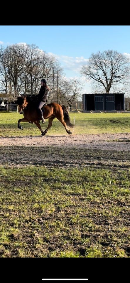 Schicke F1 Isländer Stute Zucht Sport Allrounder Islandpferd in Lingen (Ems)