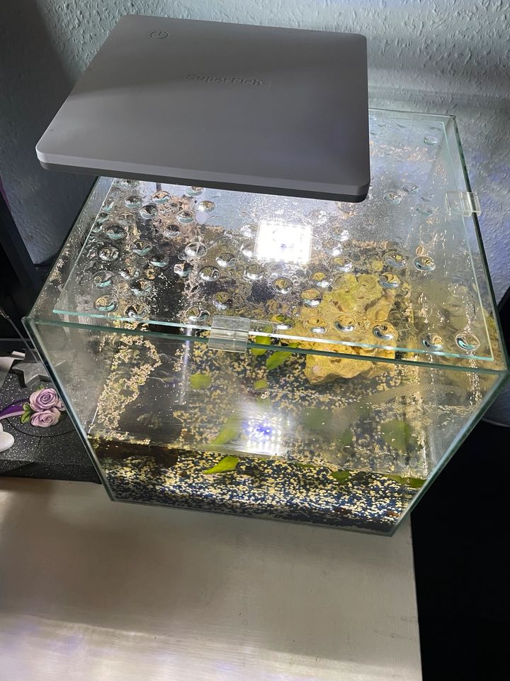 Super Fish Nano Cube Aquarium 30 l mit Licht/Filter/Kies/Scheibe in Oberderdingen