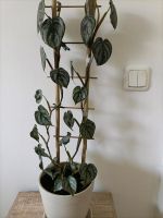Schöne Zimmer Pflanze, Philodendron Brandtianum? Bayern - Regensburg Vorschau