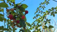 Ableger von Himbeer und Brombeer Pflanzen Bayern - Neustadt an der Aisch Vorschau