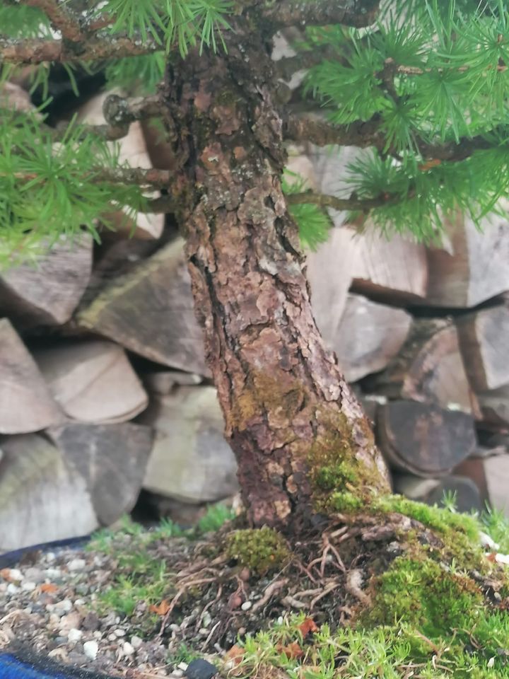 Yamadori - Lärchen-Bonsai in Herbertingen