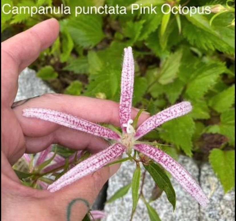 Campanula punctata Pink Octopus ( japanische Glockenblume) in Ludwigsfelde