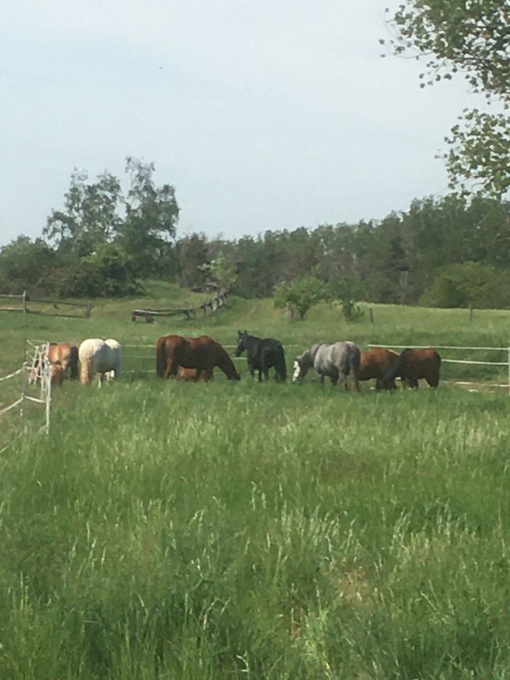 Offenstall hat noch Platz, Offenstallplatz, Pferd ,Pony ,Stall in Arnstein