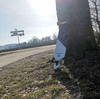 Apollo Longboard Skateboard Bayern - Ortenburg Vorschau