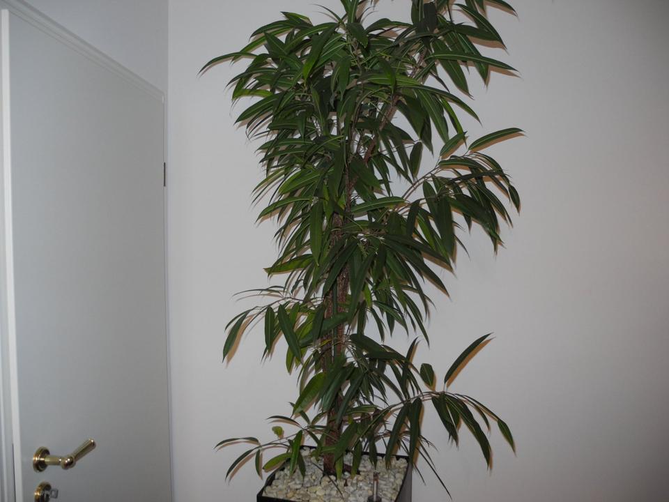 Zimmerpflanze Ficus Alii Gummibaum im Hydrokultur Topf, 2,50 m in Mainz