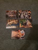 Katzen Postkarten Berlin - Lichterfelde Vorschau