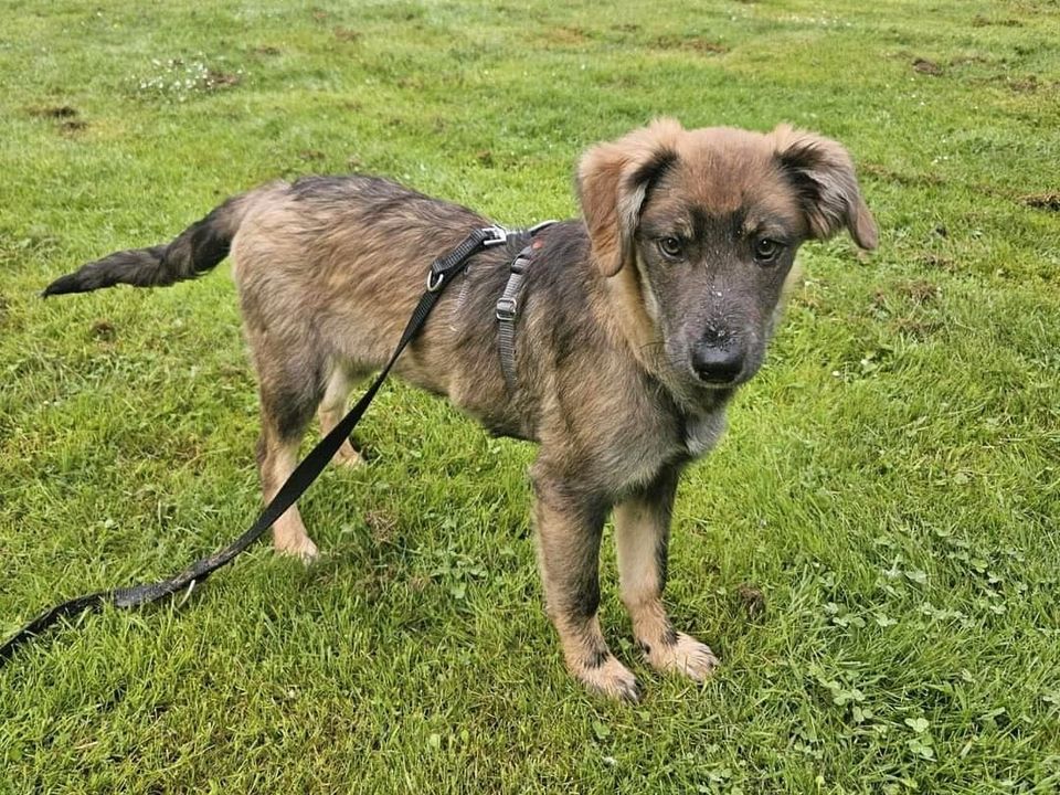 Bildschöne WAIRA ❤️ sucht ein Körbchen! in Krefeld