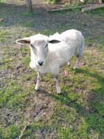 Schaf und Ziege Nordrhein-Westfalen - Gronau (Westfalen) Vorschau