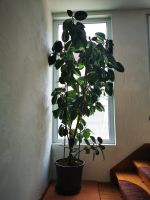 Fikus Ficus Robusta Pflanze ca. 2m hoch Bayern - Kempten Vorschau