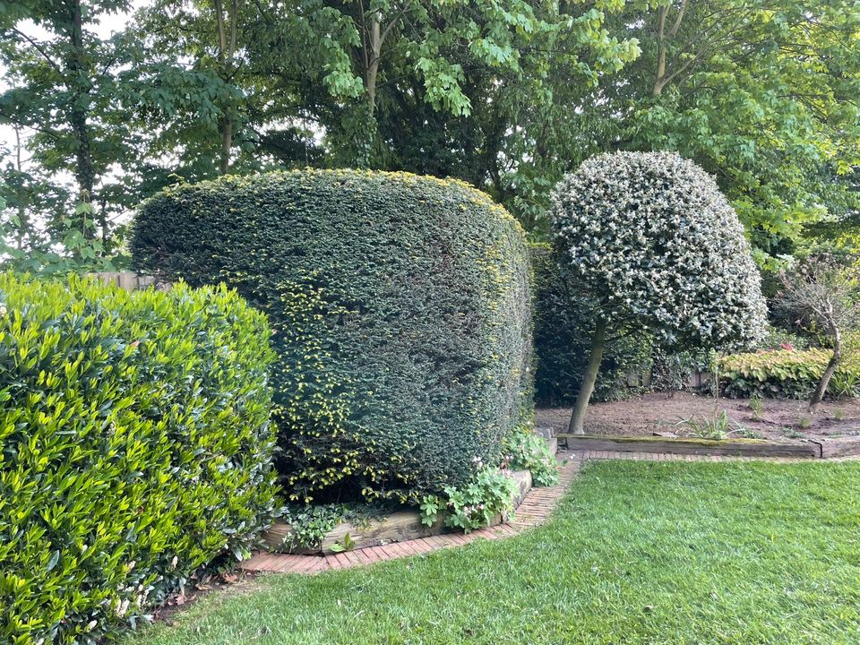 Gartenpflege, Rollrasen,Heckenschnitt und v.m in Waldfeucht