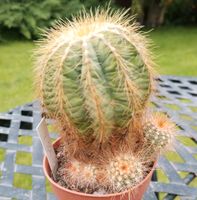 Notocactus magnificus Kakteen Kaktus Nordrhein-Westfalen - Monheim am Rhein Vorschau