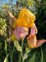 1 Rhizome Rose/gelb Schwertlilie/Iris Niedersachsen - Rehburg-Loccum Vorschau