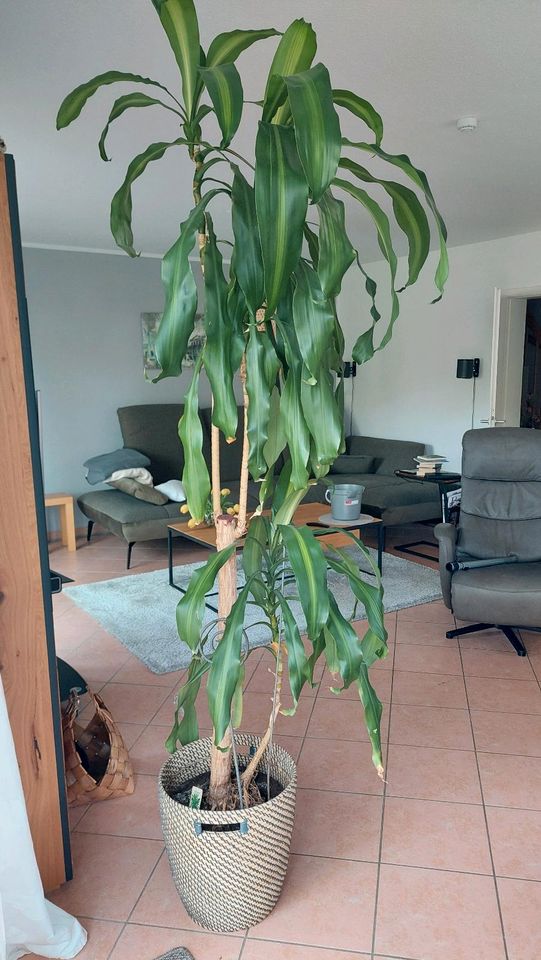 Palme mit Übertopf, ca 200 cm in Hannover