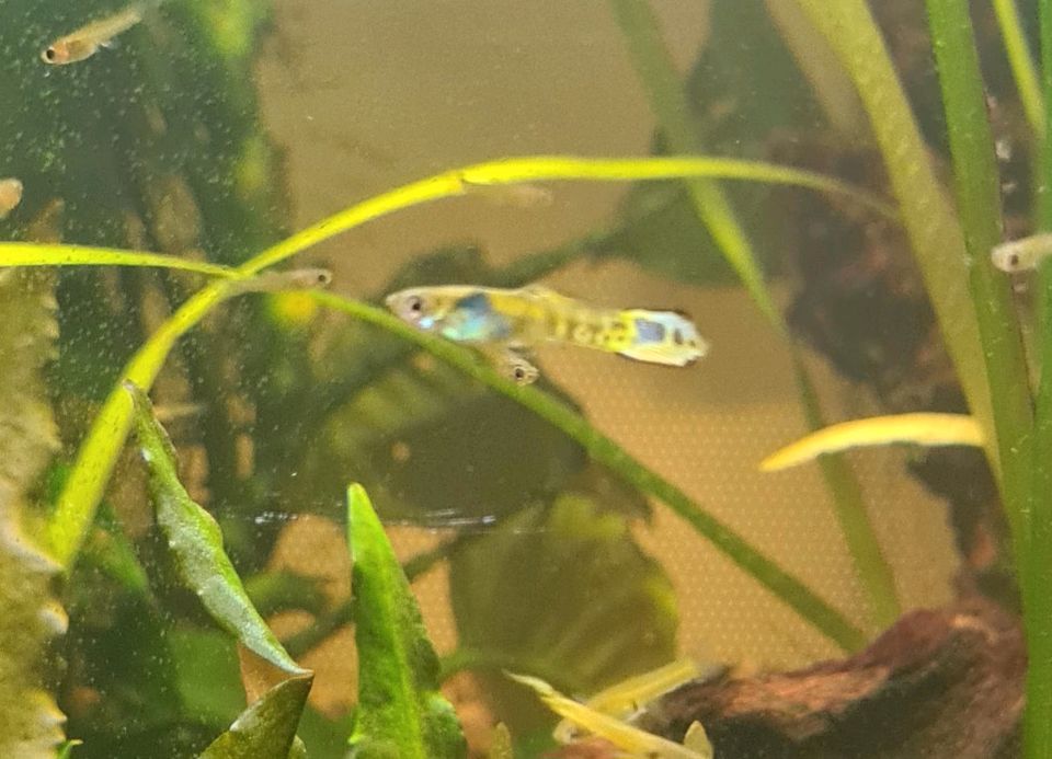 Poecilia wingei Tiger Endler Guppy Fische Aquarium in Triftern