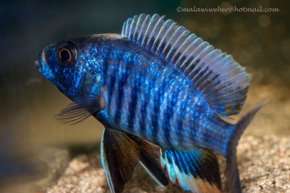 Zuchtgruppe Otopharynx tetrastigma, Malawi Buntbarsch in Taura