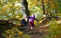 Waldkindergarten sucht Erzieher/in Niedersachsen - Salzhemmendorf Vorschau