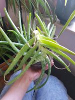 Echte Aloe Vera Zimmerpflanze Affodillgewächse Blume Topfpflanze Hessen - Karben Vorschau