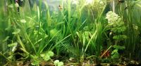 ❤️ Aquariumpflanzen, Wasserpflanzen, Vallisneria u. a. Sachsen - Obergurig Vorschau