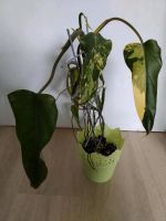 Philodendron Domesticum variegata Essen - Essen-Frintrop Vorschau