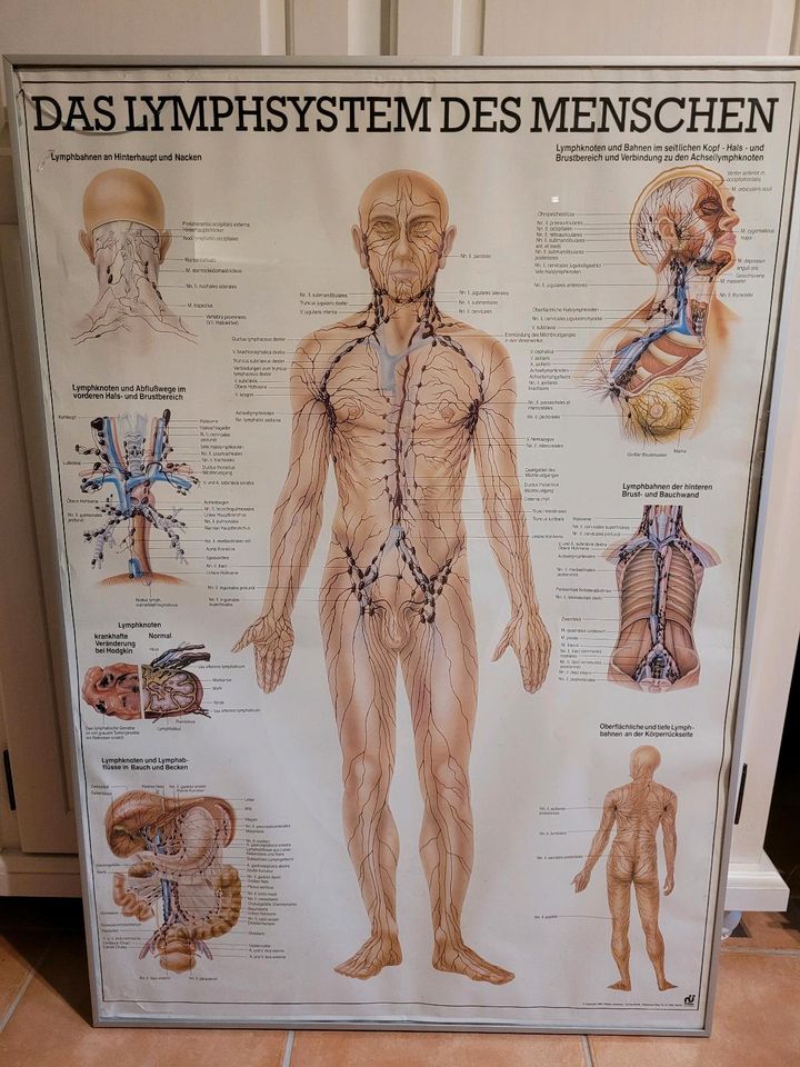 Lymphsystem des Menschen Lehrtafel in Berlin