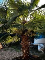 Trachycarpus Fortunei Winterhart Palme Samen Nordrhein-Westfalen - Voerde (Niederrhein) Vorschau