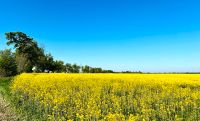 * Ein - / Zweifamilienhaus auf 7.600 m² idyllischem Grdst. Pferdehaltung möglich - 10 Min. zum Bötzsee * Brandenburg - Altlandsberg Vorschau